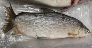 Oilsands Fish Study 20100916