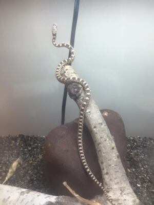 snake