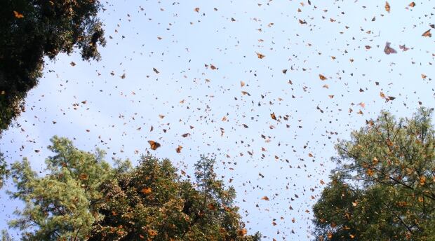 Monarch butterflies in Mexico