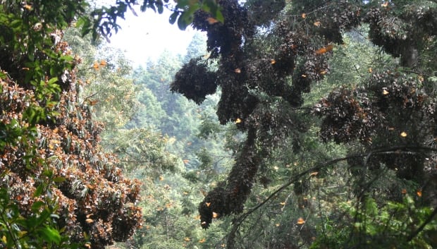 Monarch Butterflies