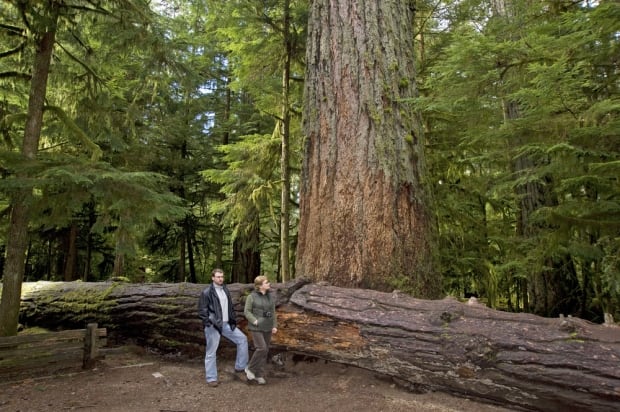 Cathedral Grove