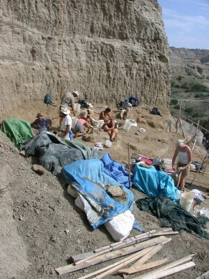 t. rex excavation