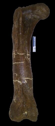 T. rex thigh bone