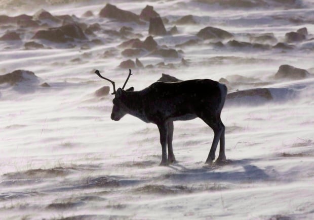 Caribou near Meadowbank Gold Mine
