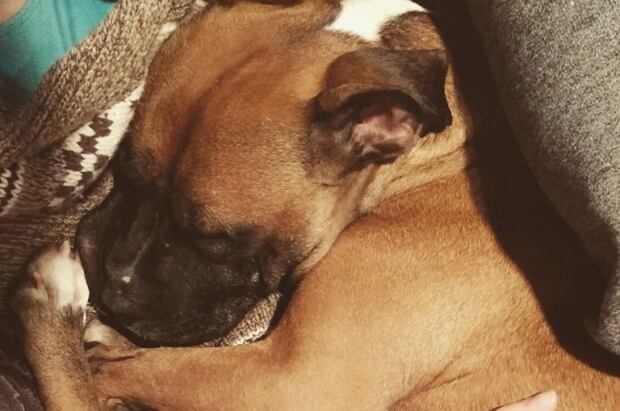 George dog -2