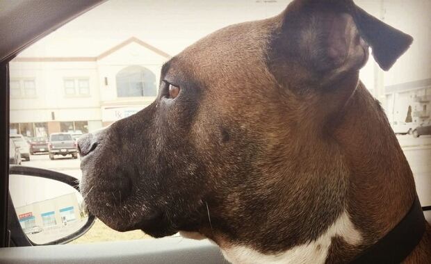 George dog 3
