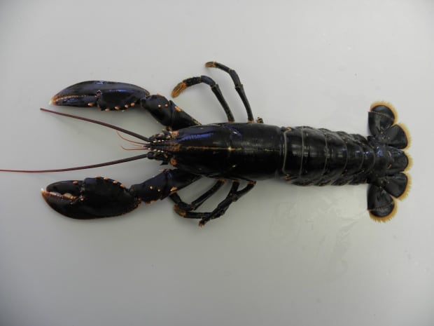 Swedish lobster
