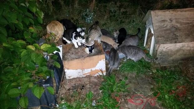 Feral cat colony in nova scotia