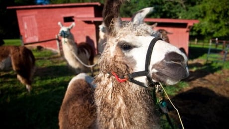 The B.C. government is considering a ban on llamas that would prevent people from taking them on hikes in the backcountry. llama