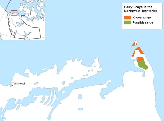 Hairy Braya map