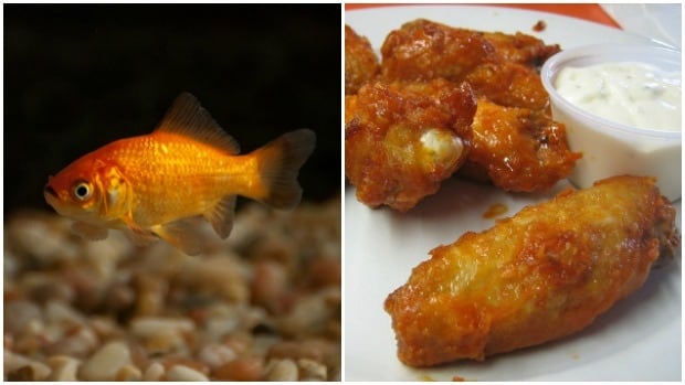 Goldfish look like chicken wings