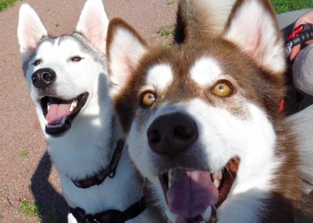 PuppyDay1