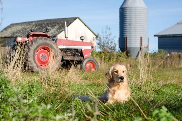 PuppyDay-3