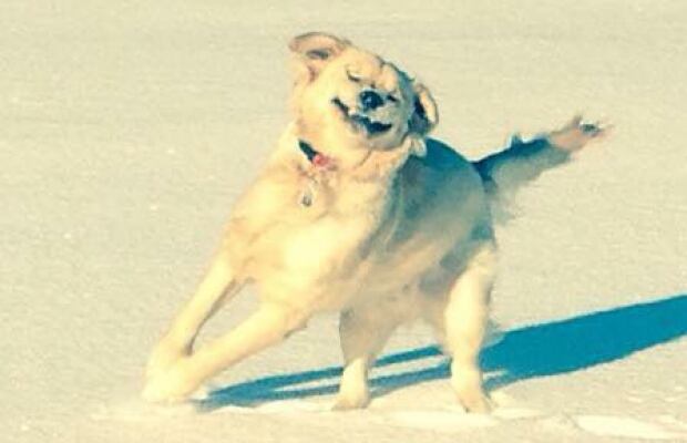 PuppyDay-4