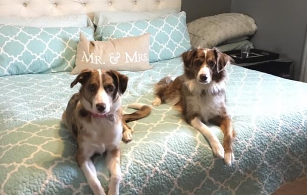 PuppyDay-6