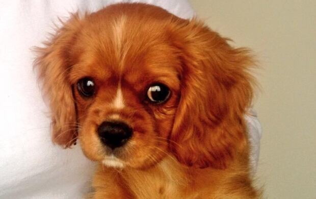 PuppyDay-6