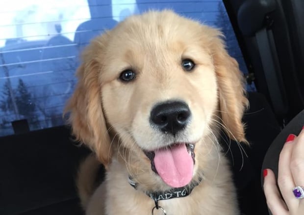 PuppyDay-8