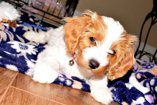 PuppyDay-9