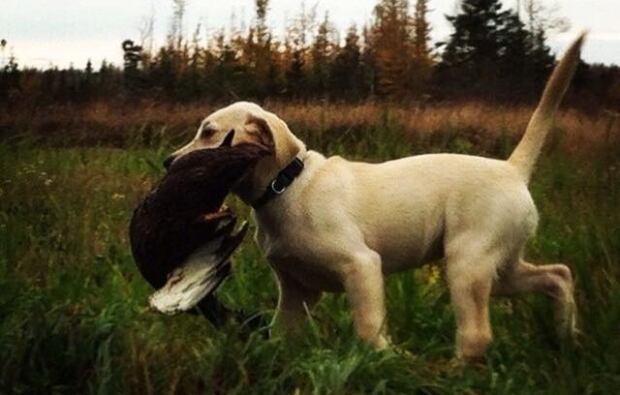 PuppyDay-10