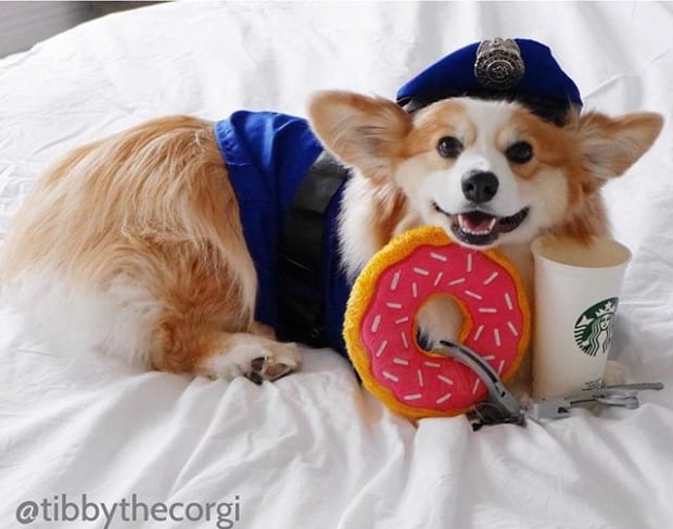 tibby-the-corgi