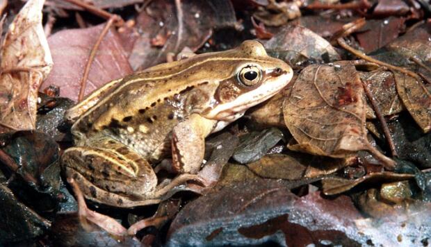 Wood frog, Nature north, Manitoba