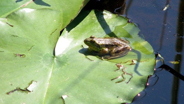 Mink Frog, Manitoba Herps Atlas