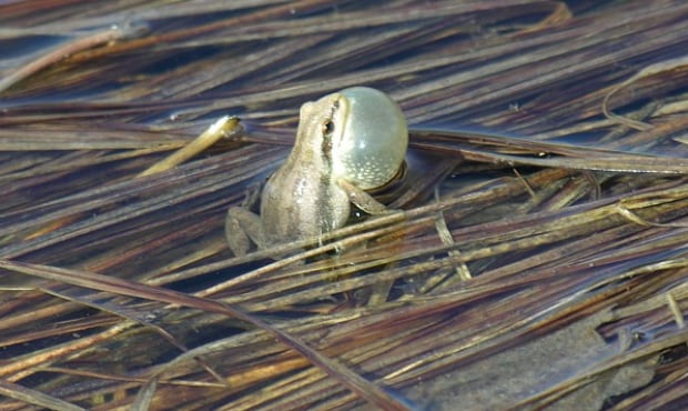 Boreal chorus frog, Manitoba Herps Atlas