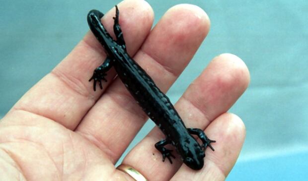 Blue spotted salamander, Manitoba Herps Atlas