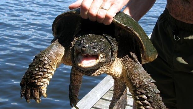 Common snapping turtle