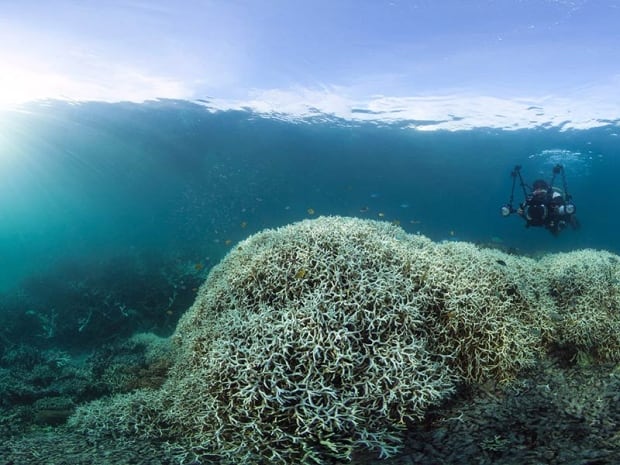 Lizard Island coral bleaching