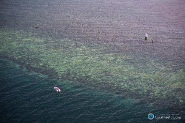 Coral Bleaching