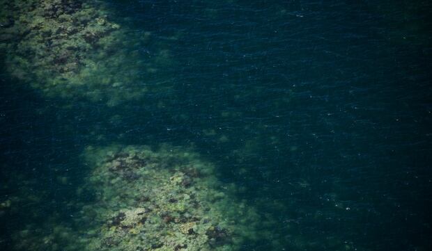 coral bleaching