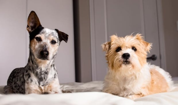 Nicole Simone's dogs