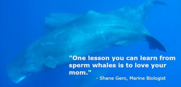 Sperm Whale Quoteboard