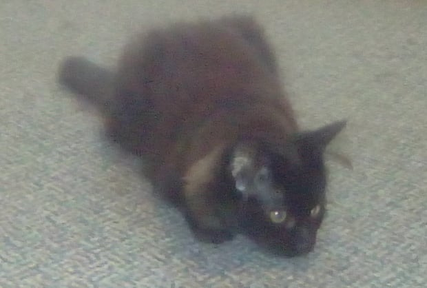 Jasmine