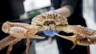 Snow Crab Quebec
