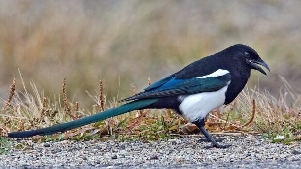 magpie prank on edmonton am has city squawking edmonton magpie prank on edmonton am has city squawking edmonton