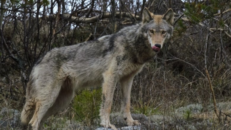 Biologist urges caution after wolves maul dog in Happy Valley-Goose Bay ...