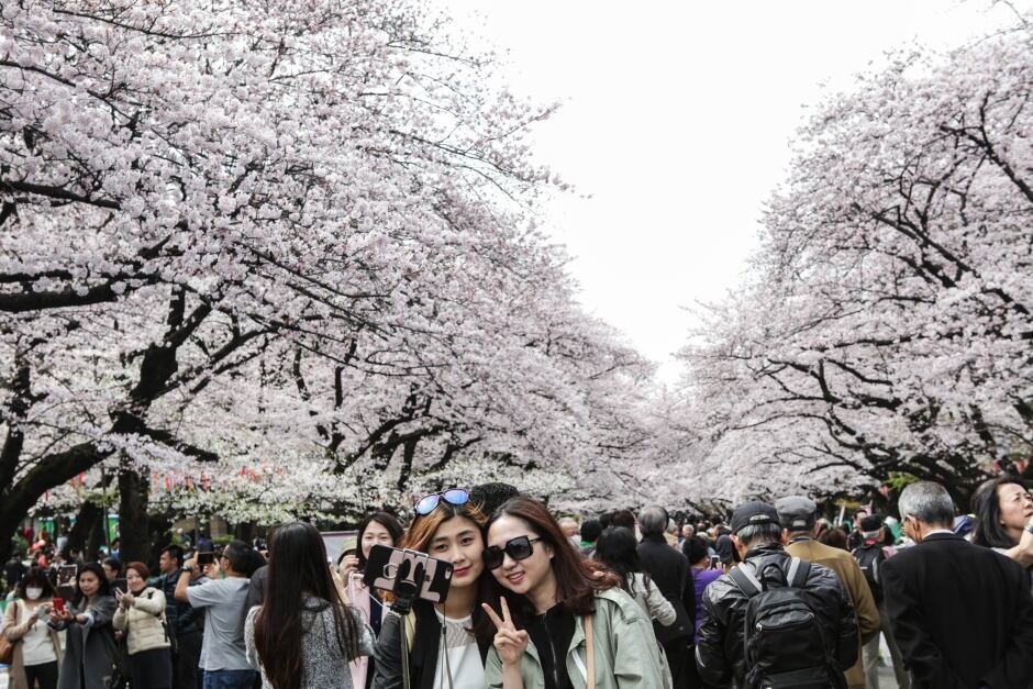WIP hanami spring ueno park tokyo japan cherry blossoms April 1 2016