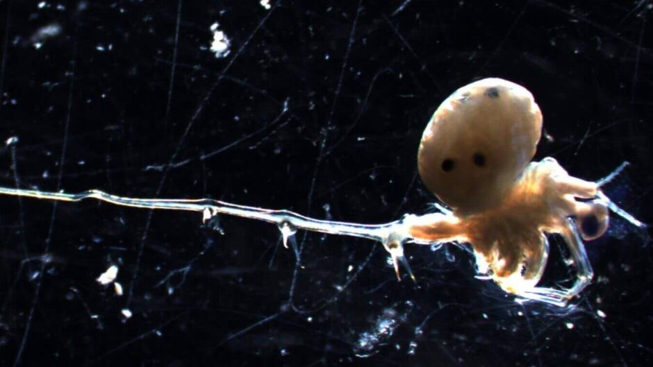 Spiny water flea - the long spiny tail is a defence against small fish.