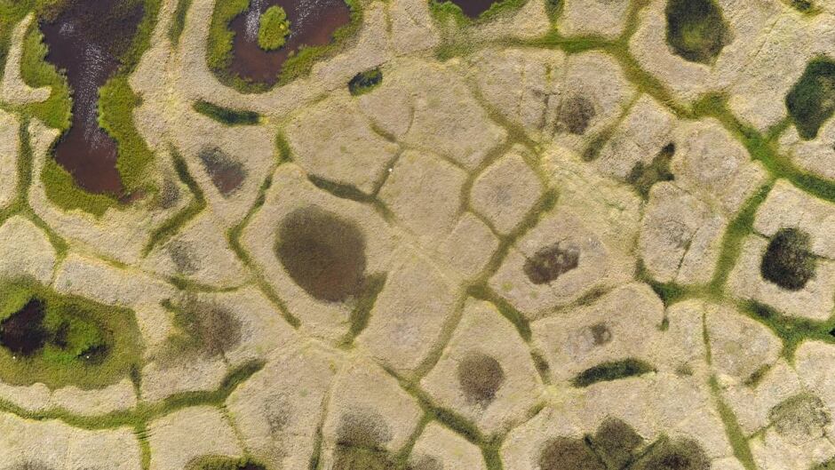 Subsurface ice wedges often form polygon shapes in the Arctic landscape