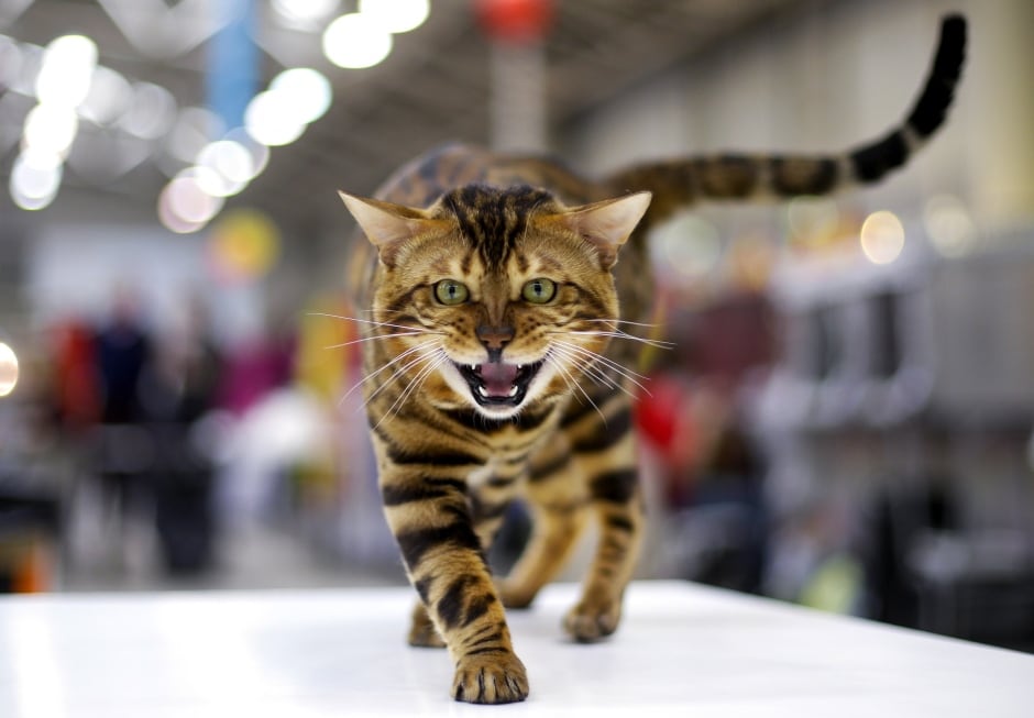 ITALY-ANIMALS bengal cat show in Rome April 3 2016