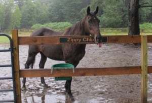 Zippy Chippy