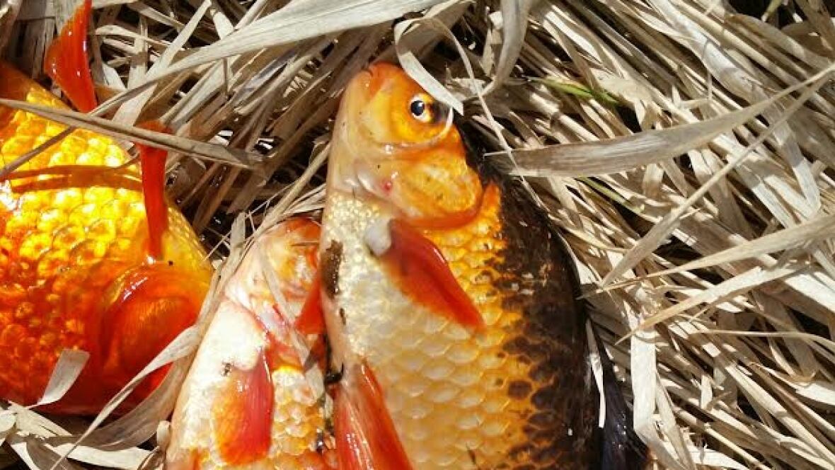 Invasive goldfish face electrocution in B.C. British Columbia CBC News