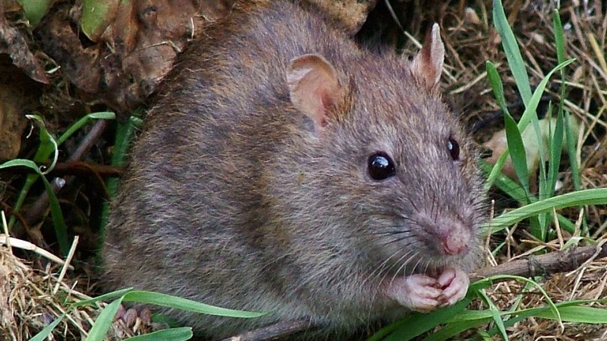 rat a tat noisy car could be housing rodents british rat a tat noisy car could be housing rodents british