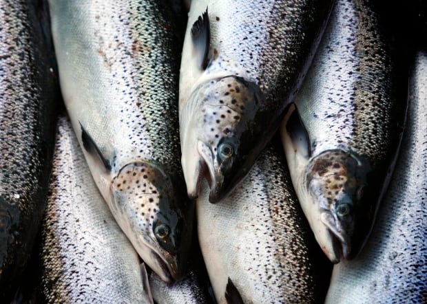 Atlantic Salmon