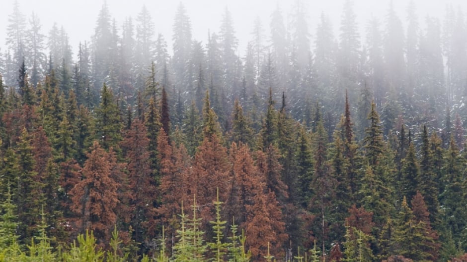 Foresters expect limitations on future timber supplies after provincial forests were devastated by the mountain pine beetle