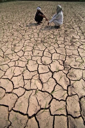 India parched paddy field