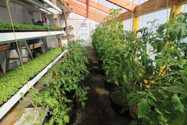 Tomato greenhouse