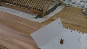 Cockroach kitchen